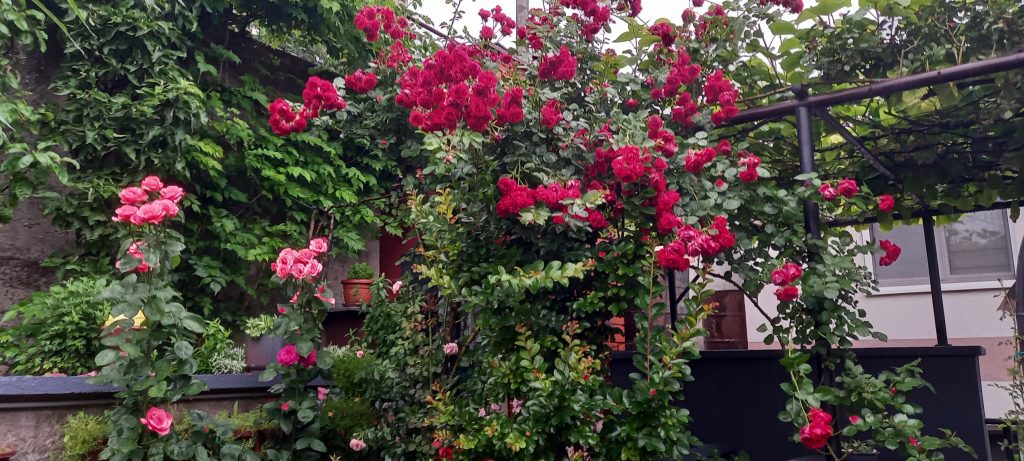 "majska ruža": dobitnici ovogodišnje nagrade za najljepši vrt su braća ibro i meho hero