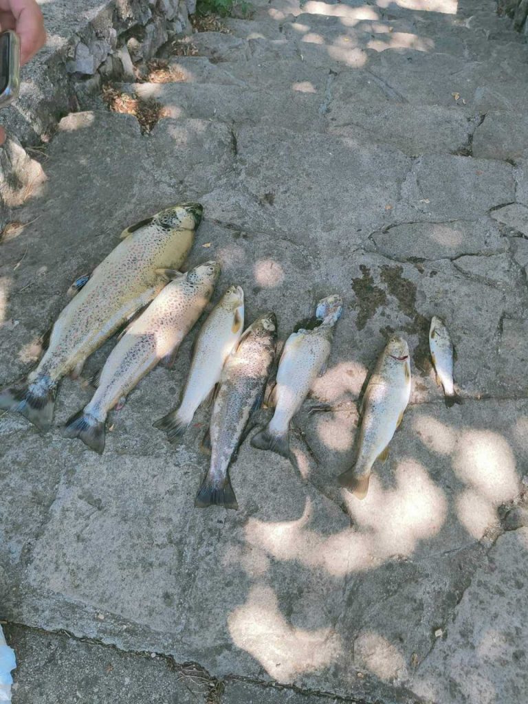 konjic: jučer zagađenje neretve, danas uginuće ribe u rijeci