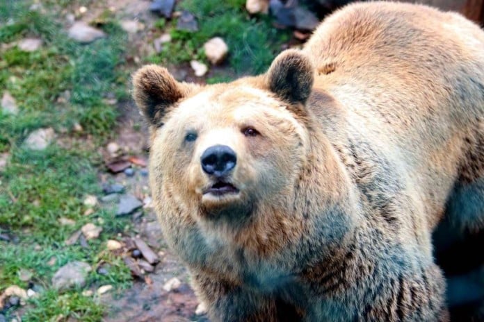 Medvjed teško ozlijedio J.L. na Vlašiću