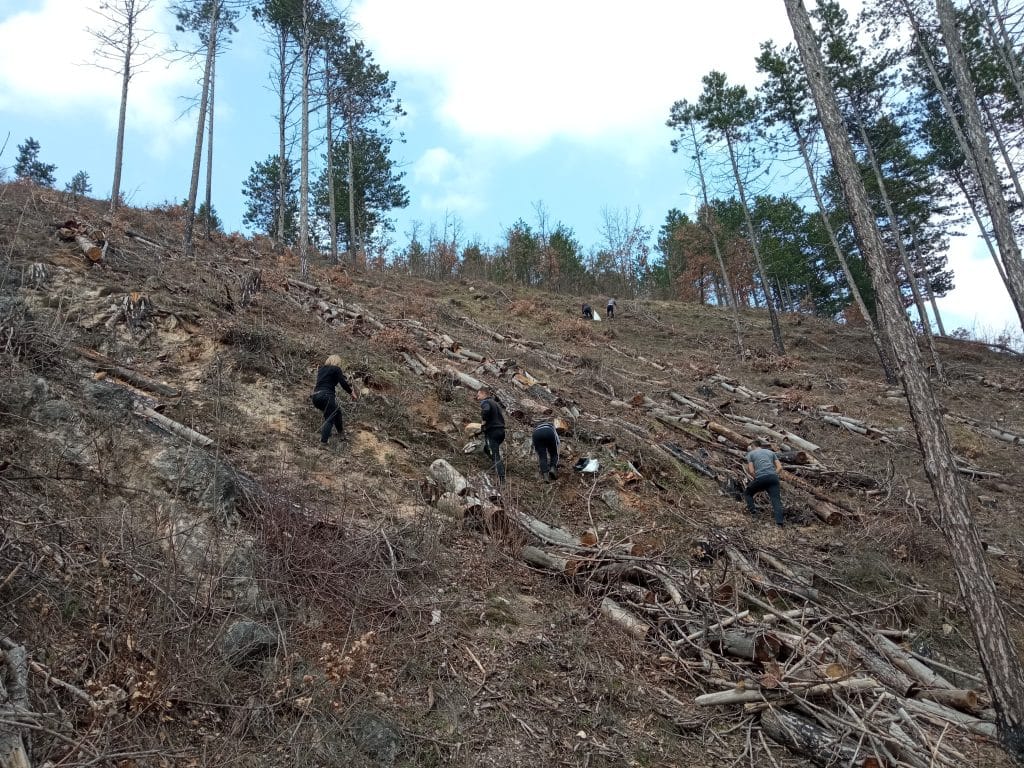 šumarstvo “prenj” konjic: danas pošumljen lokalitet repovica sa hiljadu novih sadnica crnog bora i kedra