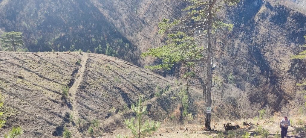 šumarstvo "prenj" konjic: realizovan projekat "pošumljavanje opožarene površine na lokalitetu spiljani"