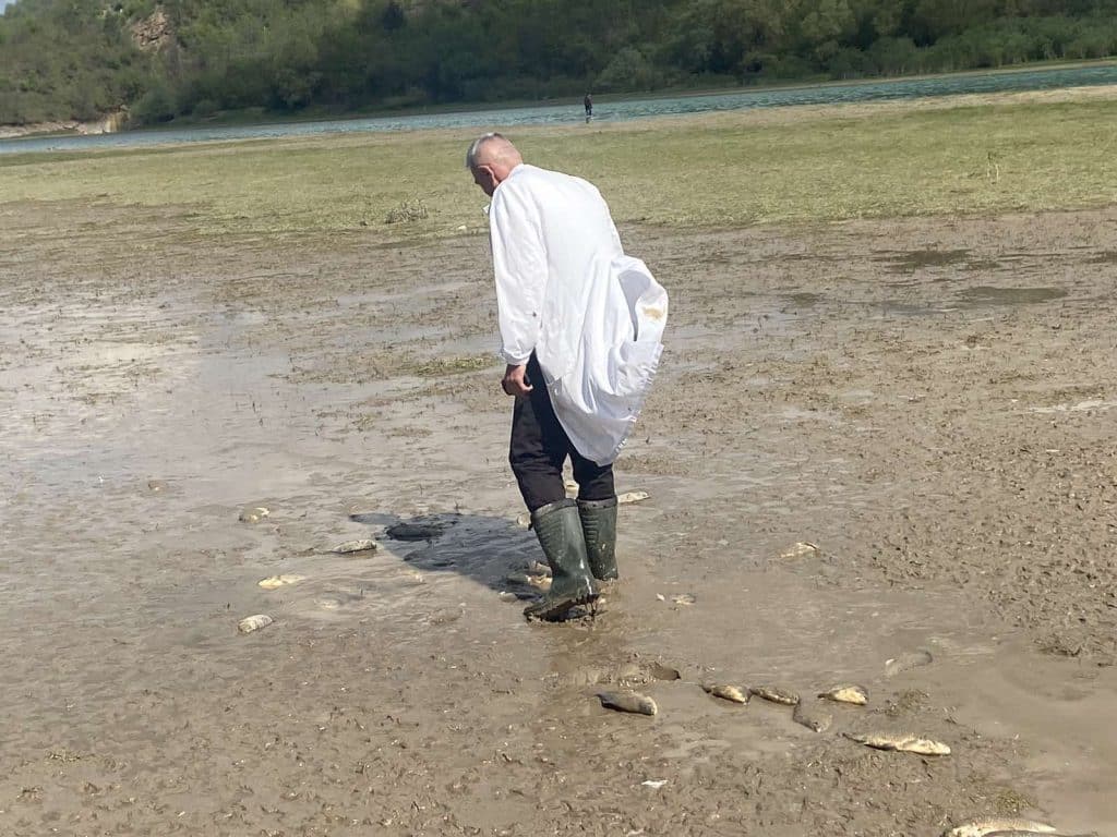 mrijest šarana i ove godine uništen zbog naglog ispuštanja jablaničkog jezera