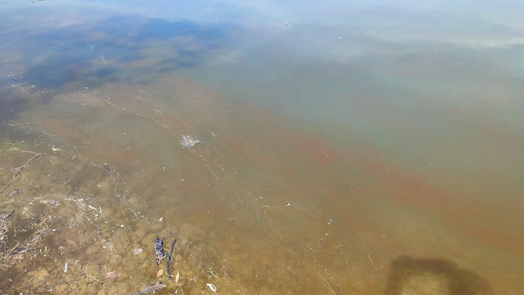 na jablaničkom jezeru kao posljedica zagađenja cvjetaju alge