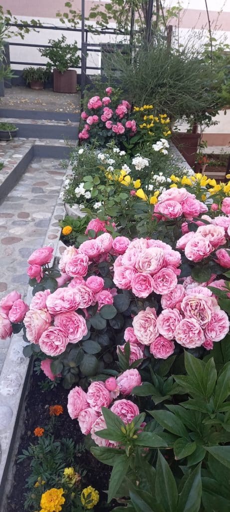 “Majska ruža 2025” – pobjednici akcije Ibro i Meho Hero 2 d