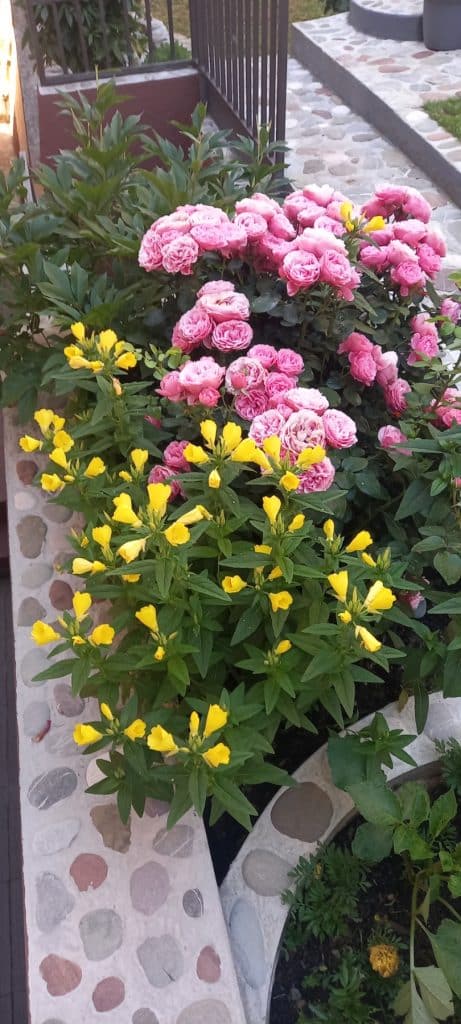 “Majska ruža 2025” – pobjednici akcije Ibro i Meho Hero 3 e