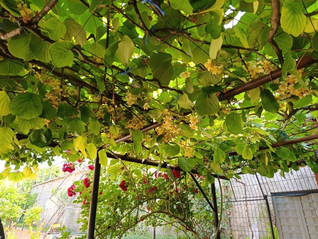 “Majska ruža 2025” – pobjednici akcije Ibro i Meho Hero 4 fff