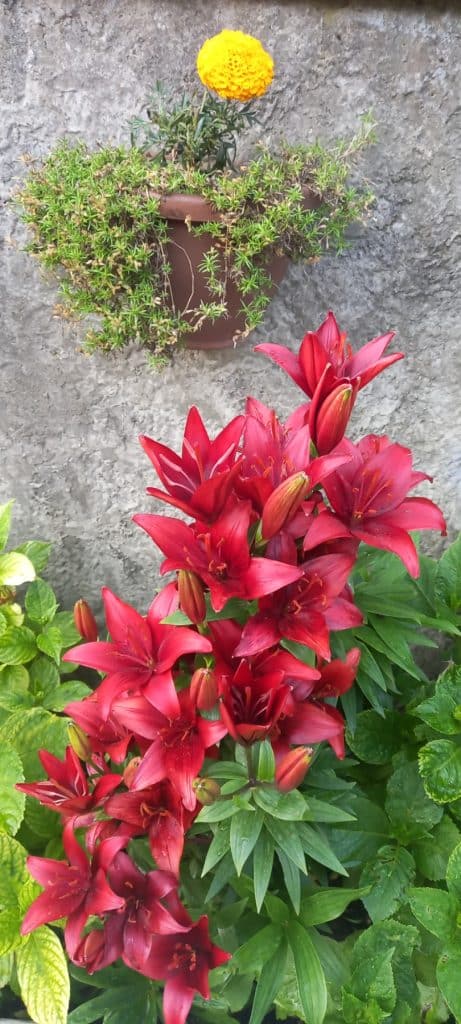 “Majska ruža 2025” – pobjednici akcije Ibro i Meho Hero 12 foto 15