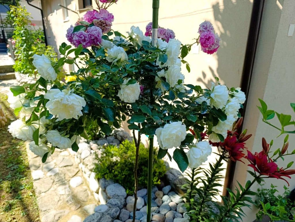 “Majska ruža 2025” – pobjednici akcije Ibro i Meho Hero 5 foto 3