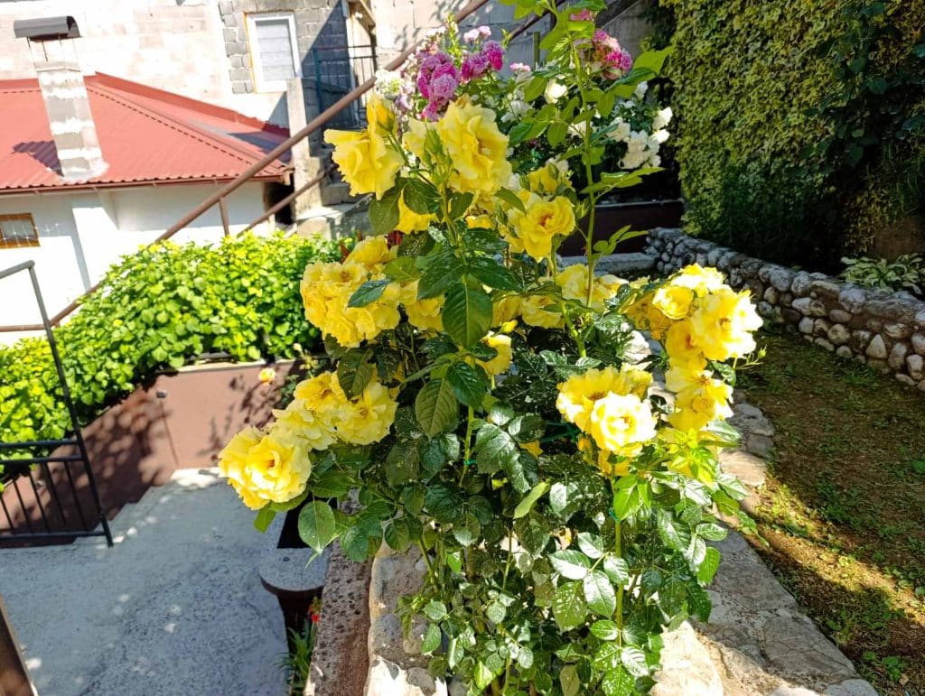 “Majska ruža 2025” – pobjednici akcije Ibro i Meho Hero 6 foto 4