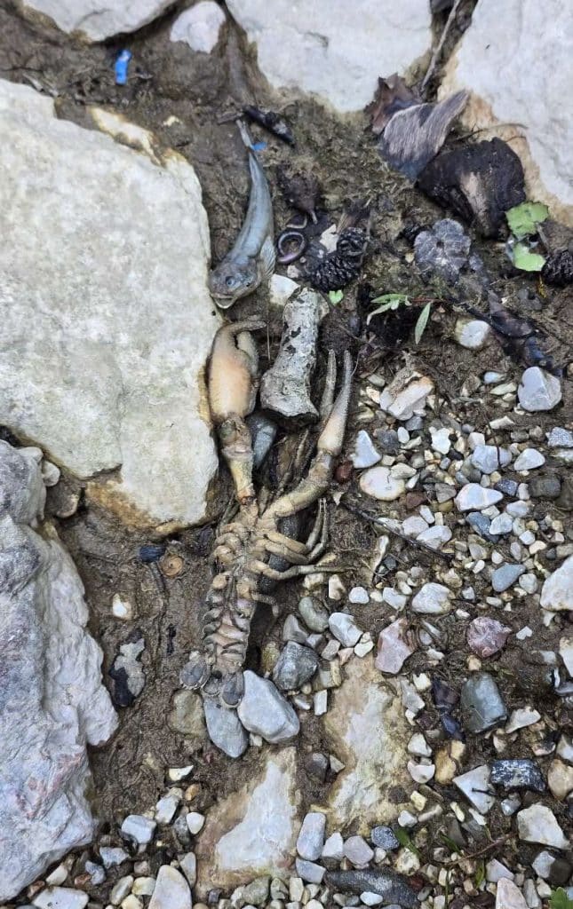 Nakon pomora ribe u blizini HE Ulog: Uzeti uzorci sa tri lokacije 5 IMG 1f586eb33140847a745ef9fbc607d8d5 V 1