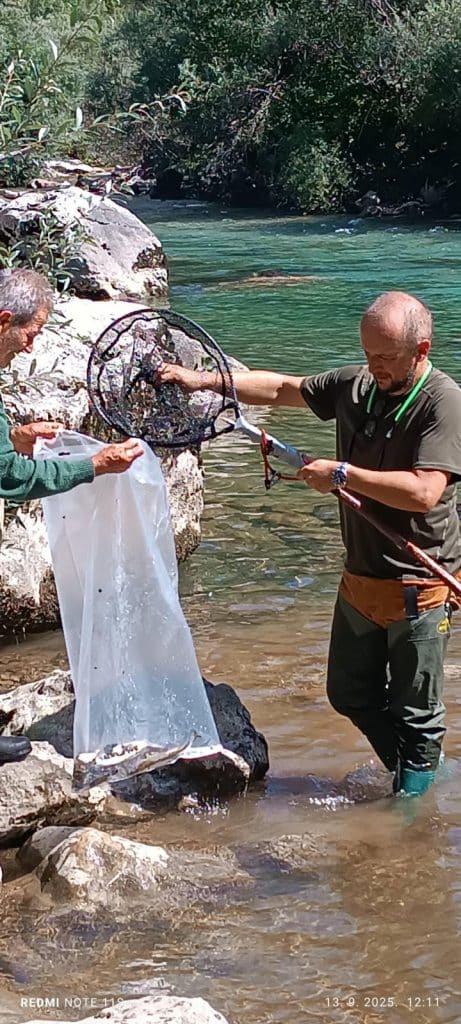 Nakon pomora ribe u blizini HE Ulog: Uzeti uzorci sa tri lokacije 3 IMG a64577e330407788b1669761d2217196 V